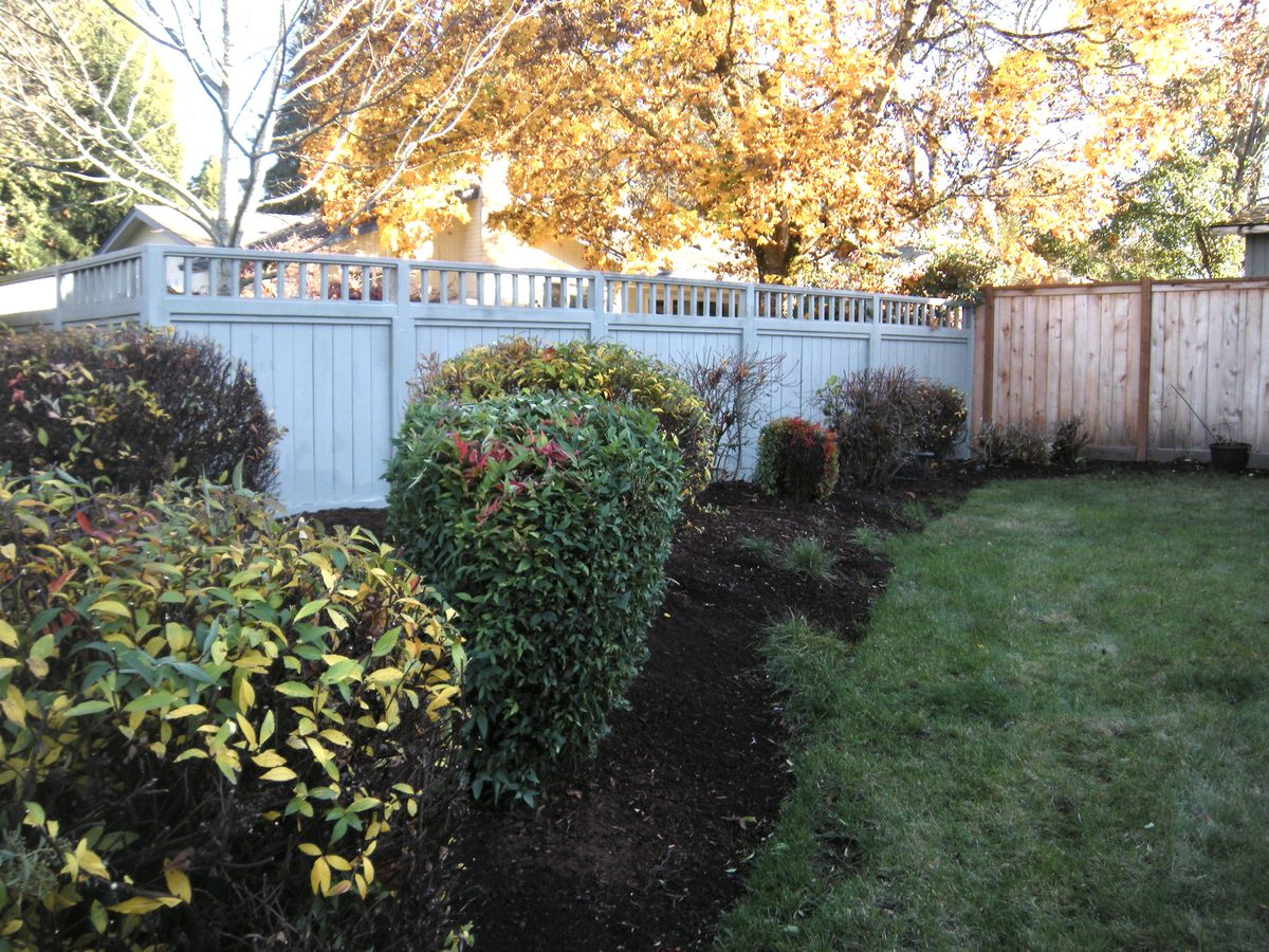 A fresh bark bed curving along a grey picket fence with trimmed shrubs in it and a gold maple in leaf behind