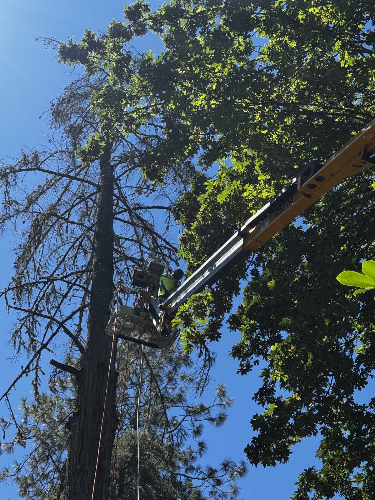 A boom lift reaching high into the crown of a tall conifer with the basket small against the sky