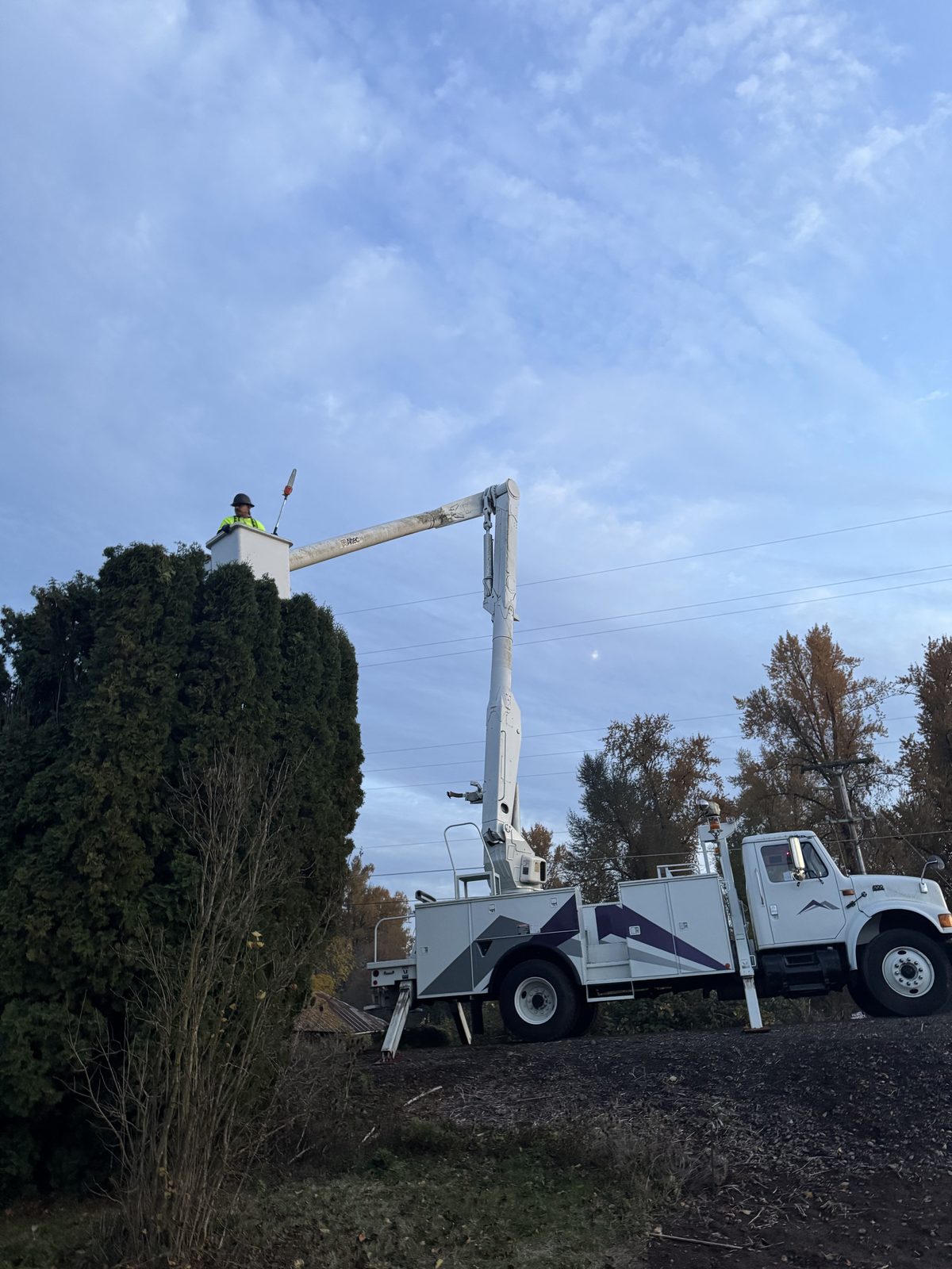 The bucket truck parked with its boom raised into the top of a tall arborvitae hedge at dusk