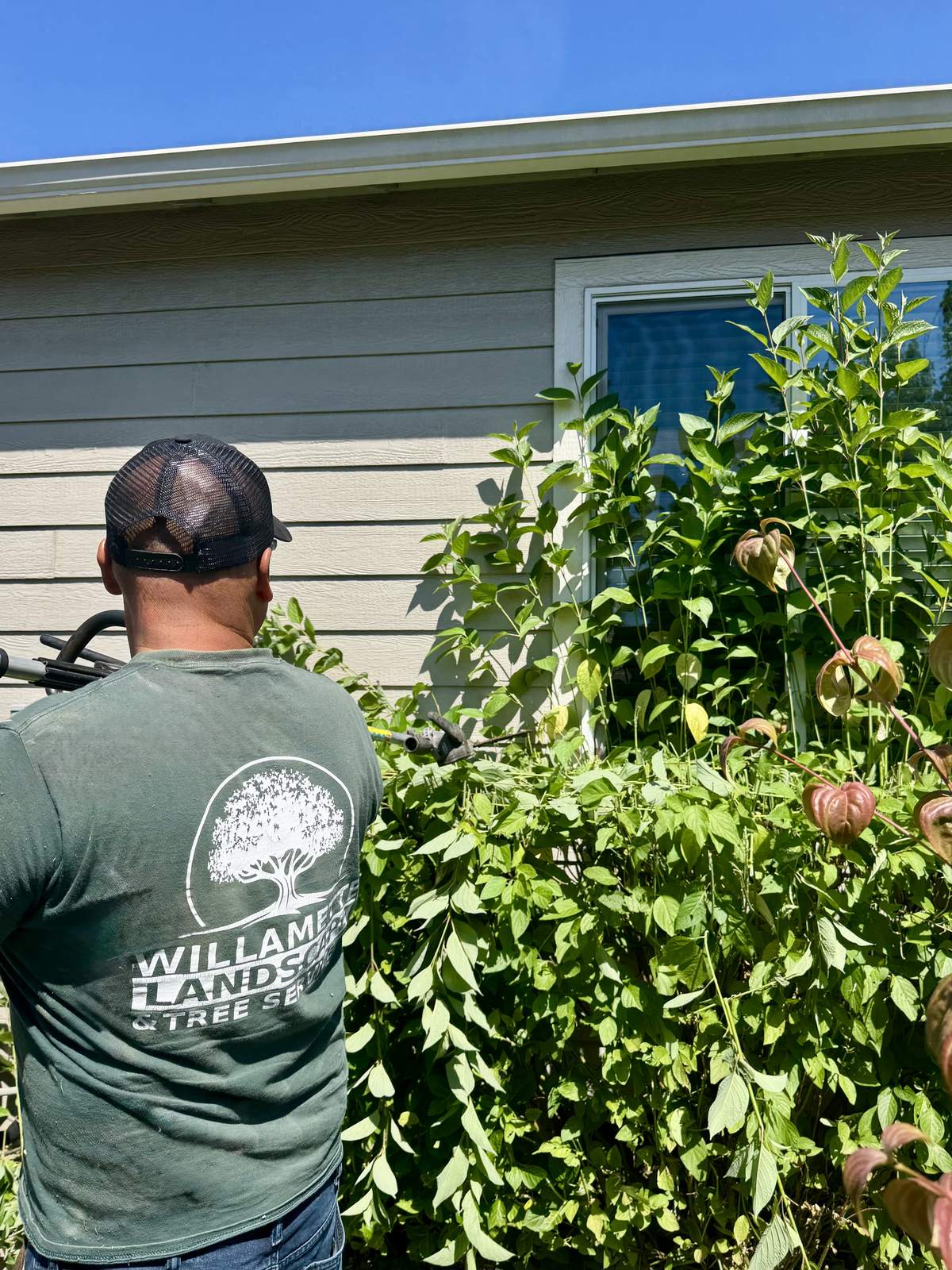 A crew member in a branded green tee running a hedge trimmer into a climbing vine grown up the siding of a house