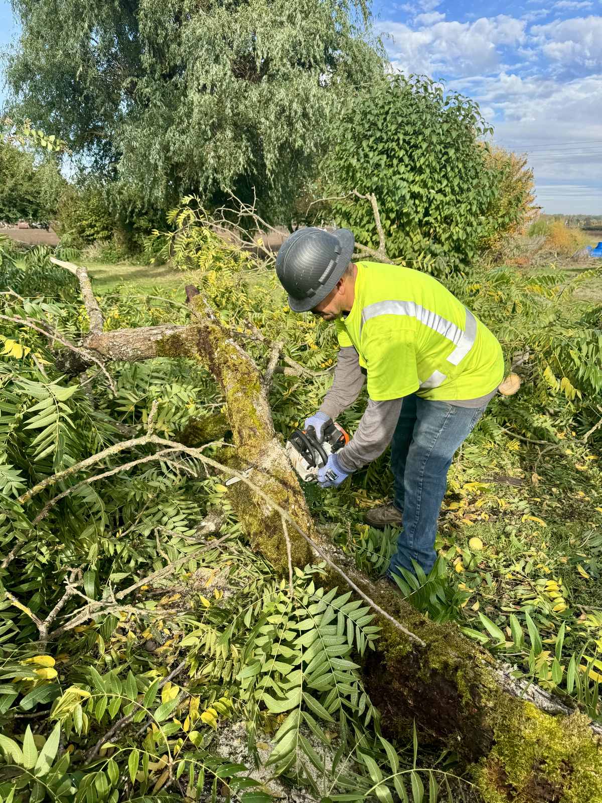 A crew member in a hi vis shirt and helmet cutting a fallen mossy limb into lengths with a chainsaw