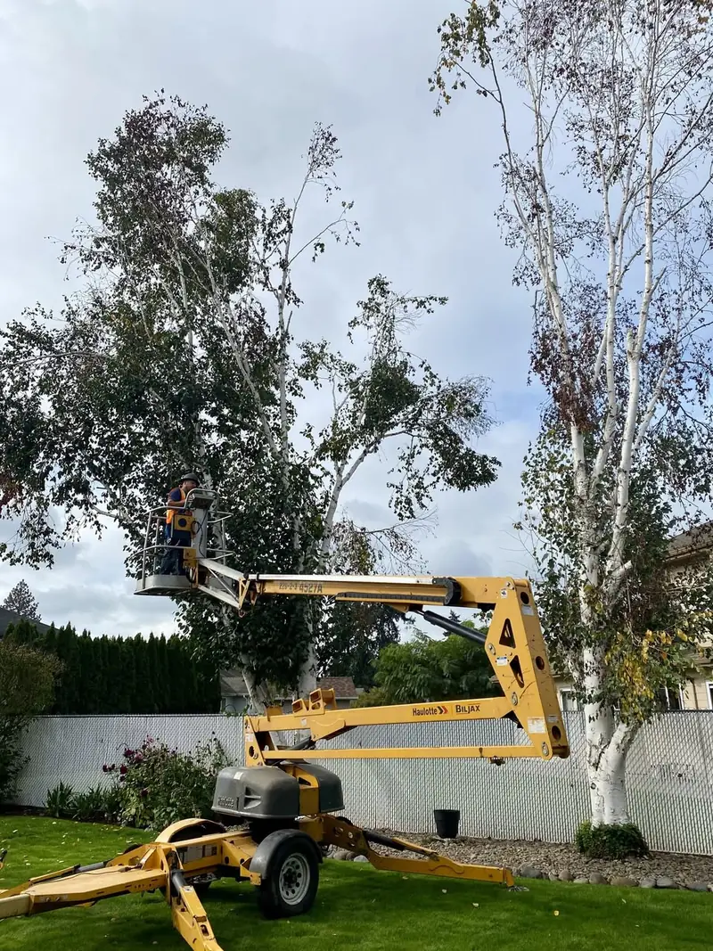 A yellow towable boom lift extended up into a white barked birch with the operator in the basket