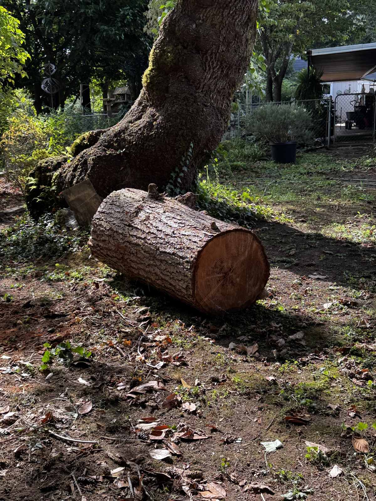 One big fresh cut round lying on the ground beside the mossy butt of the tree it came off