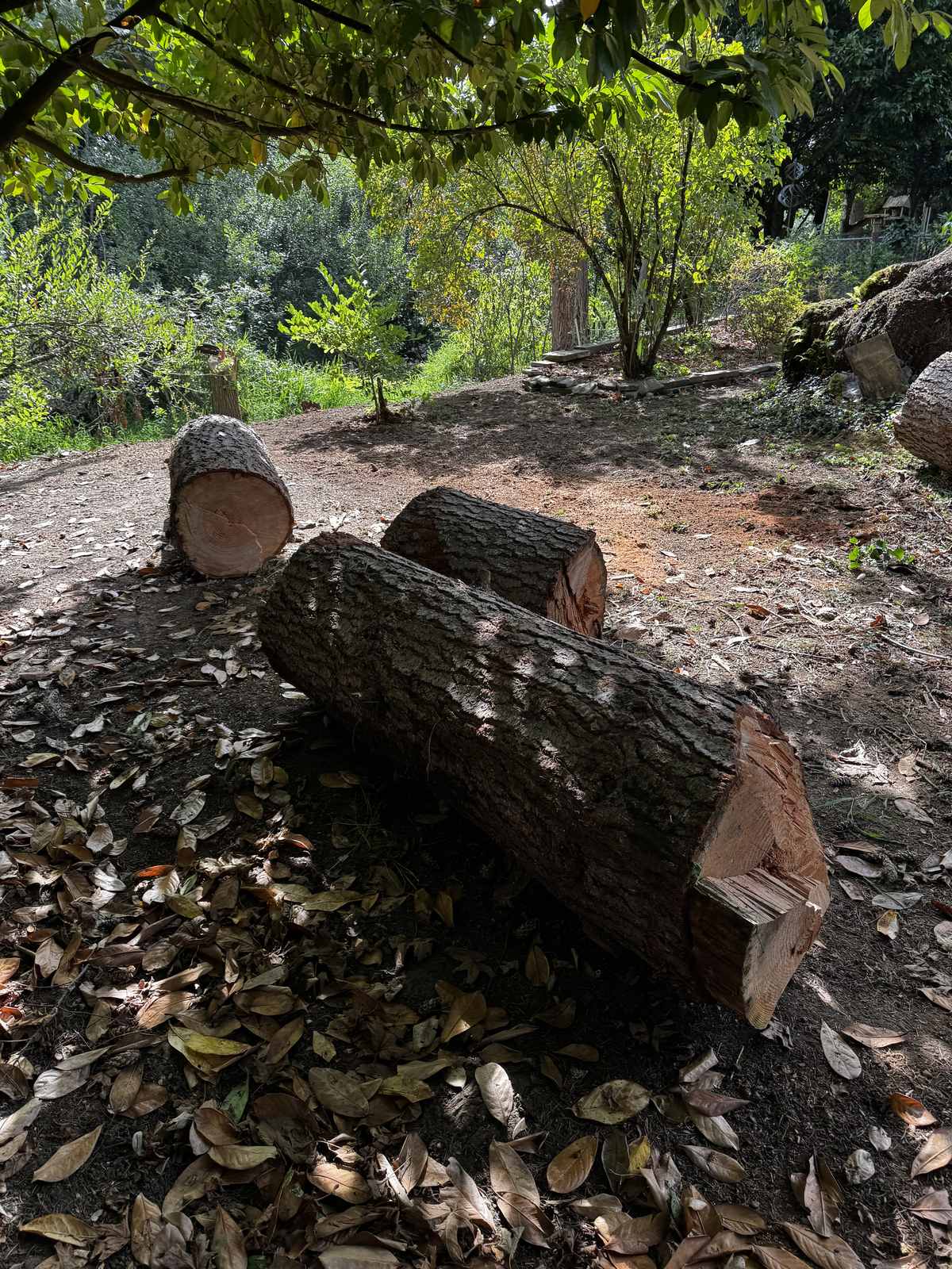 Three long logs lying across a leaf covered back yard with the cut faces clean