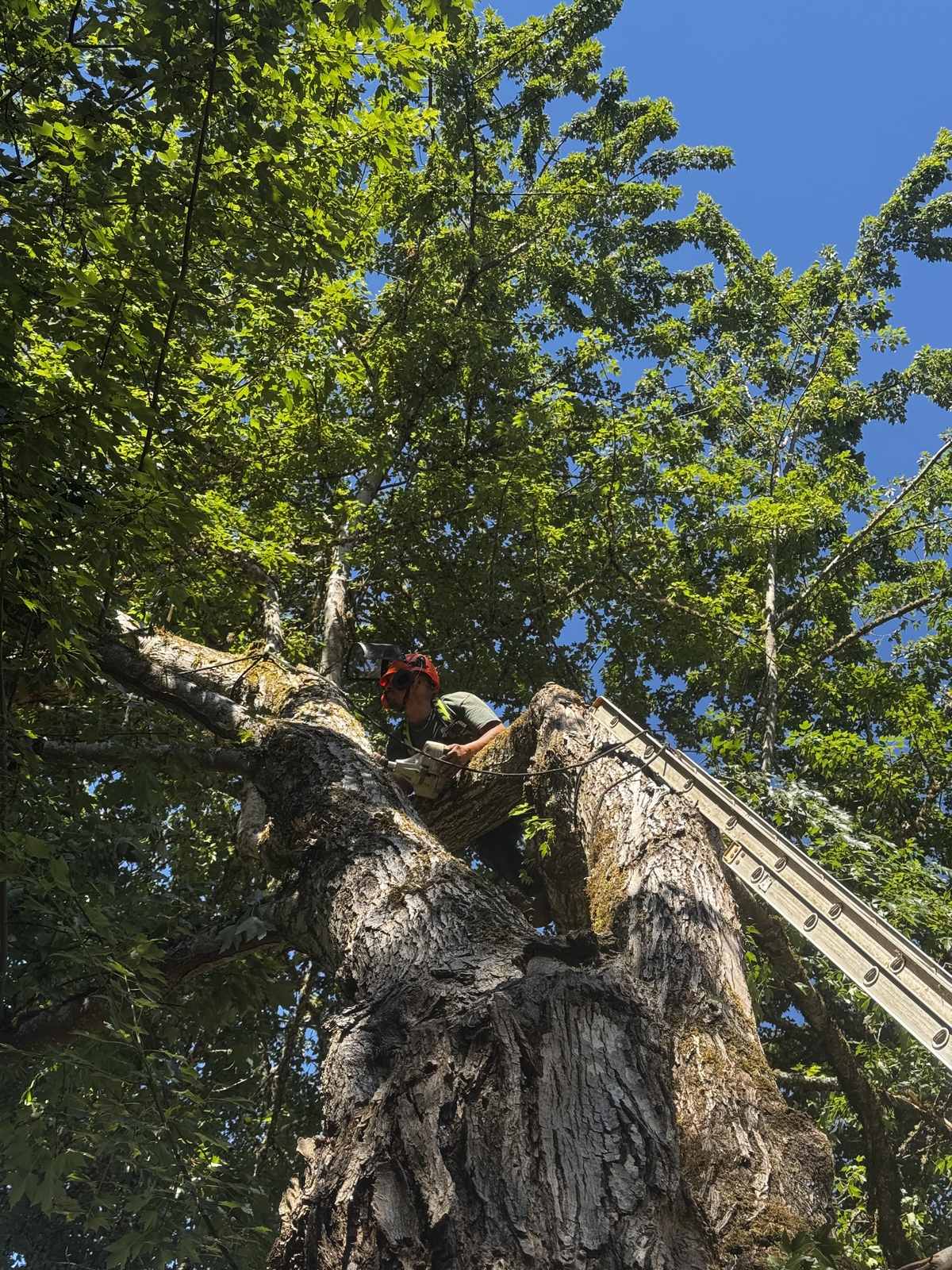 Looking up a very old twin trunked maple with a climber in an orange helmet at the fork and a ladder against the trunk