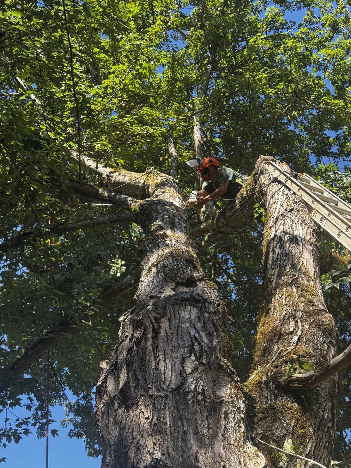 The climber cutting at the union of the old maple with the extension ladder alongside him