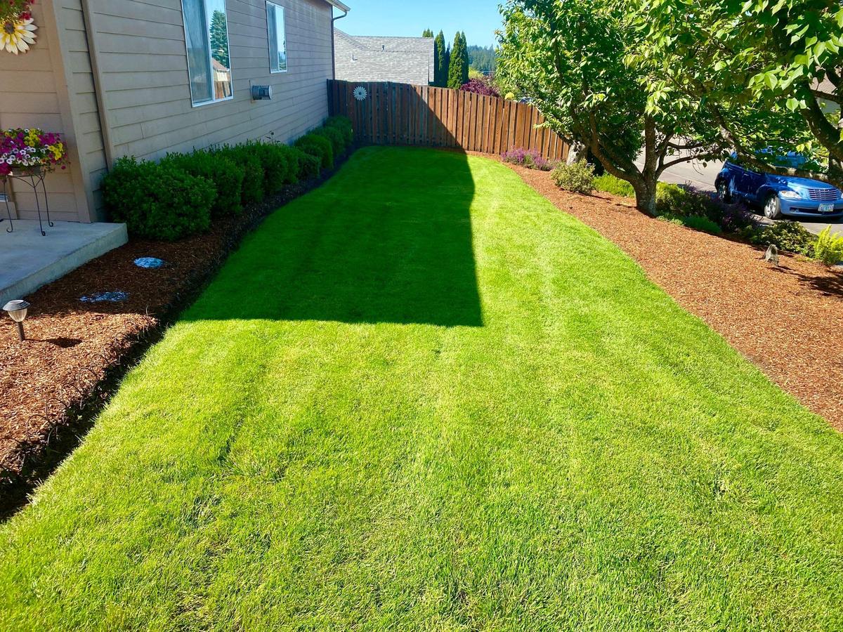 A side lawn mown in two tones with a clean cut edge and bark beds either side of it
