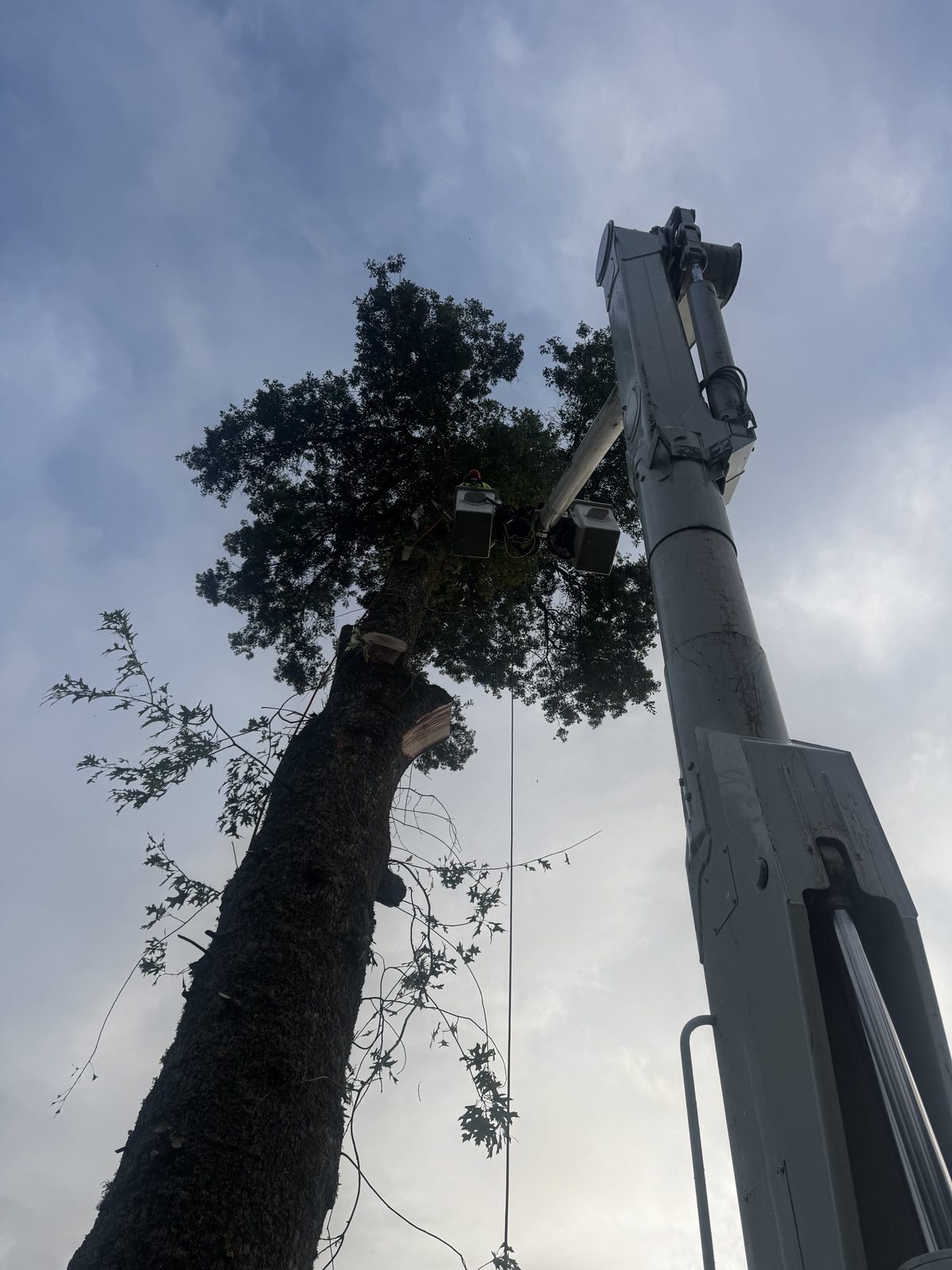 Looking up a tall oak cut back to stubs with the white crane boom running up beside it