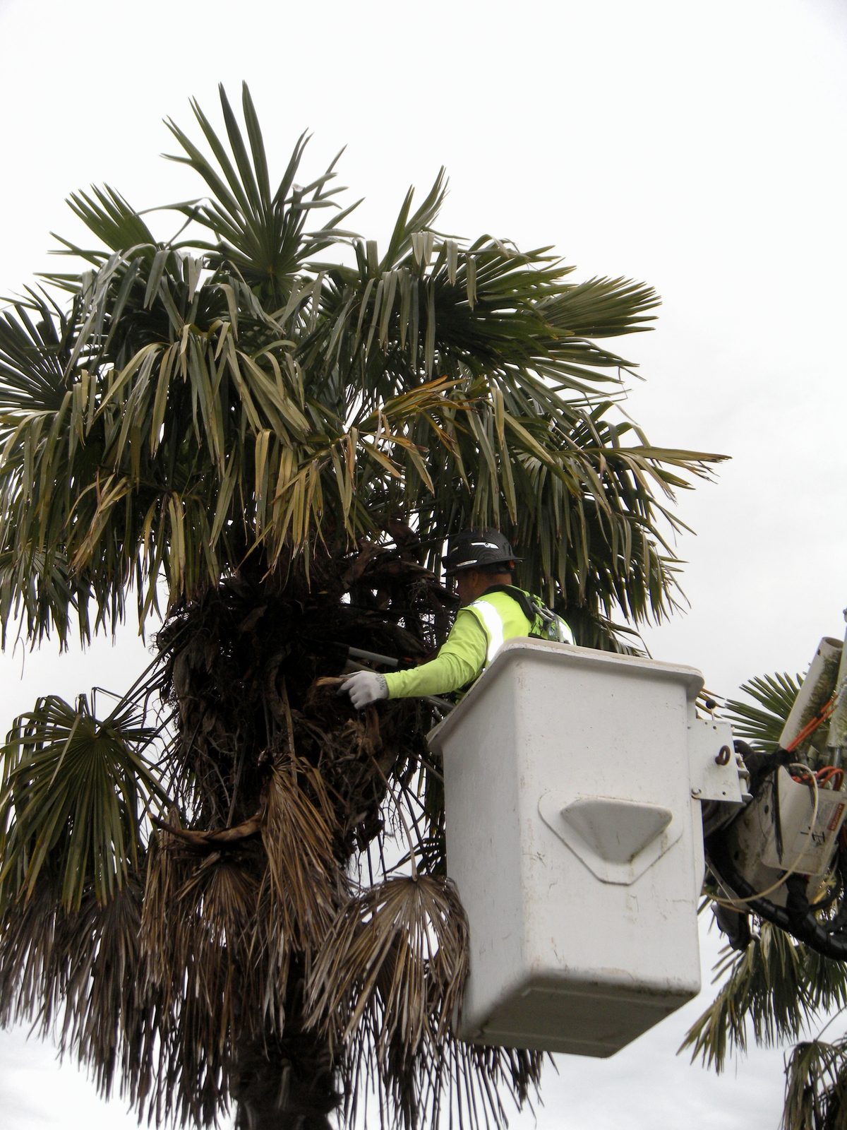 A crew member standing in the bucket pulling the dead skirt of fronds off the top of a windmill palm