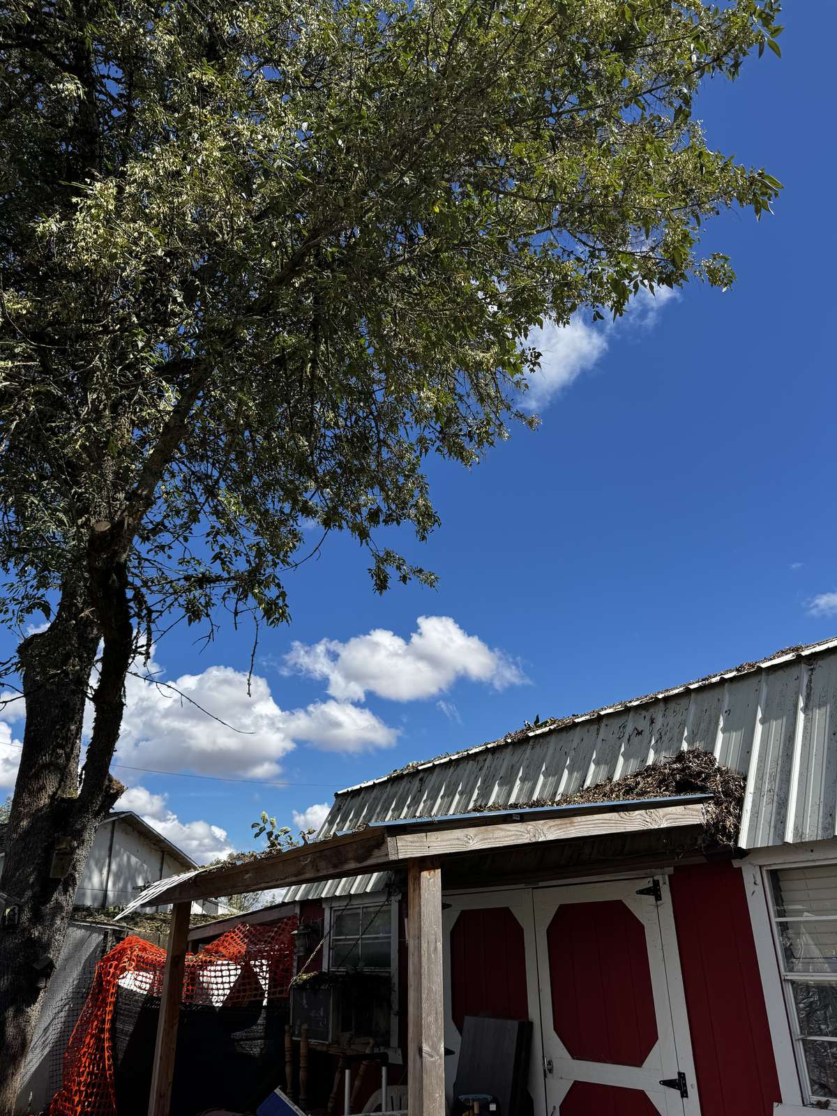 The same red outbuilding afterwards with the limbs off the roof and open blue sky where the canopy was