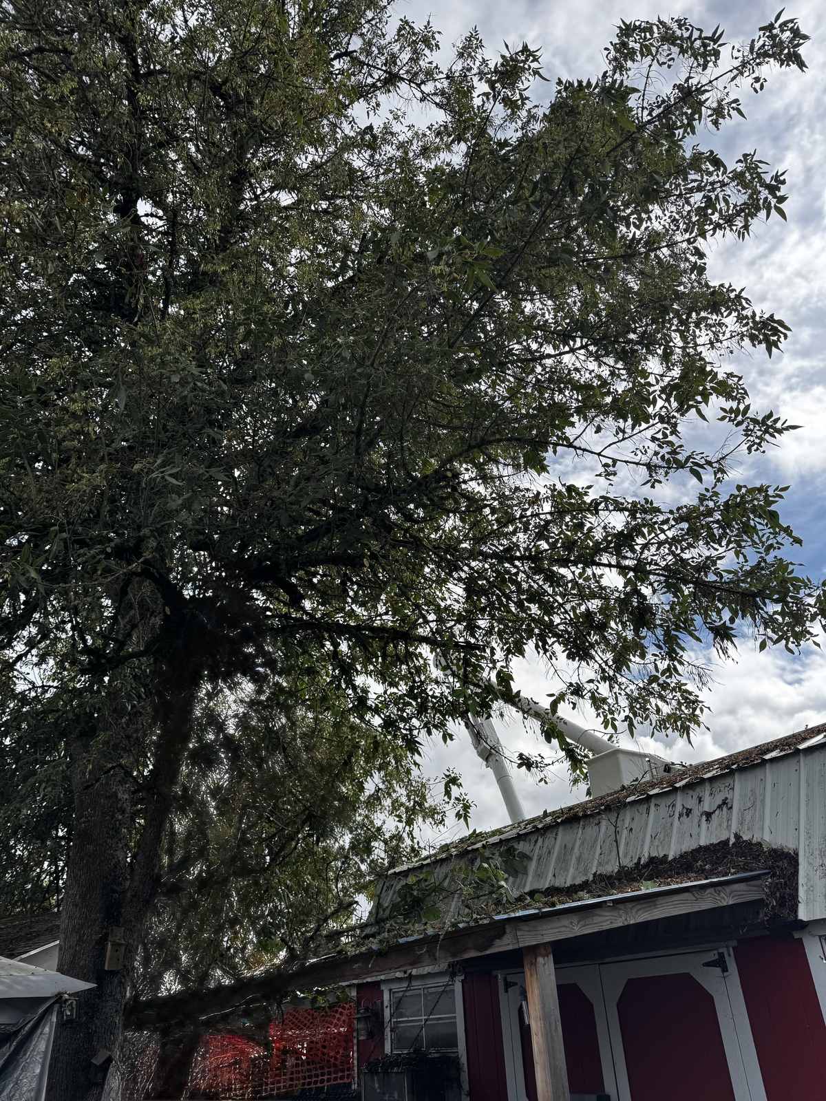 A large tree leaning right over the metal roof of a red outbuilding before the work started