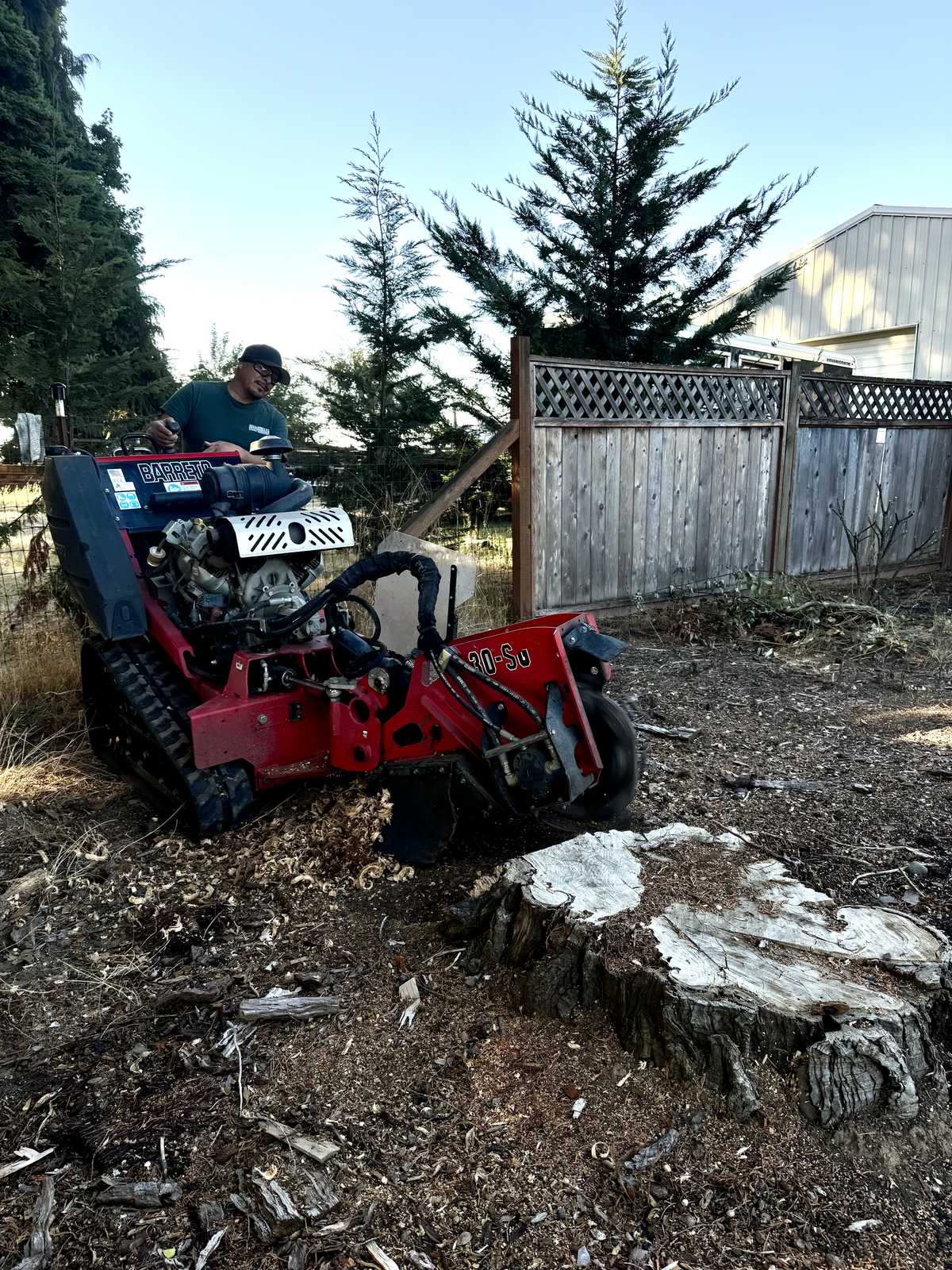 A crew member riding the red tracked stump grinder up to a wide grey stump beside a lattice fence